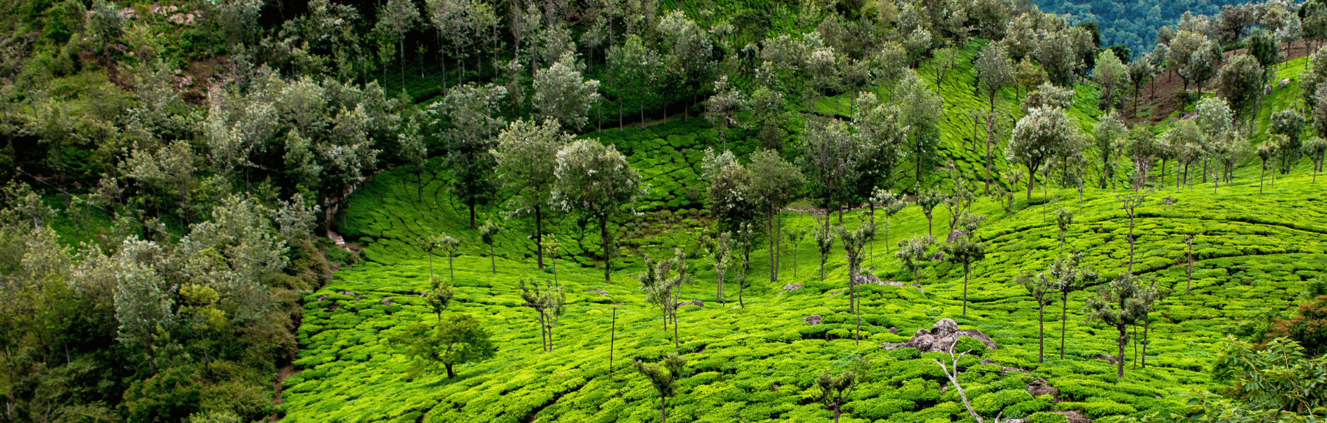 Goa destination image 5
